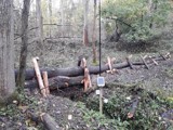 A leaky dam in the woodlands of Thorndon country park
