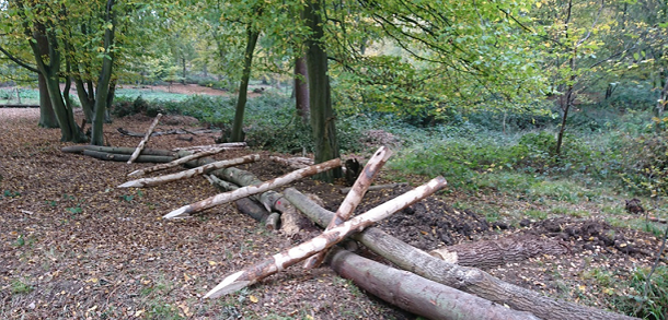 Woodland with stripped logs lined up ready for creating a dam